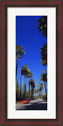 Framed Palm trees along a road, Beverly Hills, Los Angeles County, California, USA Print