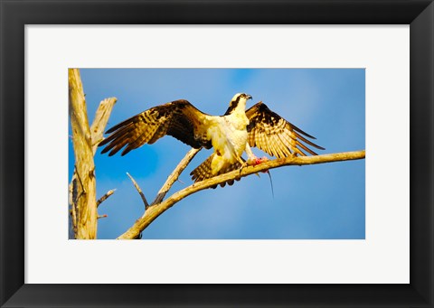Framed Osprey (Pandion haliaetus) with spread wings perching on a branch Print