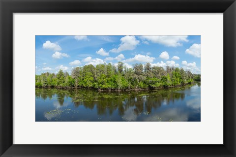 Framed Reflection of trees in the river, Hillsborough River, Lettuce Lake Park, Hillsborough County, Florida, USA Print