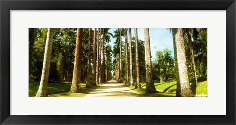 Framed Trees both sides of a garden path, Jardim Botanico, Zona Sul, Rio de Janeiro, Brazil Print