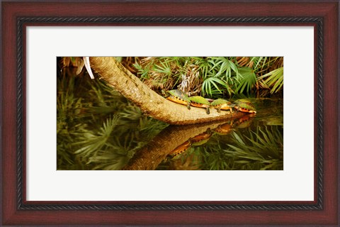 Framed Green Turtles (Chelonia mydas) on a tree overhanging on pond, Boynton Beach, Florida, USA Print