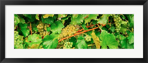 Framed Ripe green grapes on the vine, Quebec, Canada Print