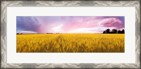 Framed Wheat crop in a field, Saint-Blaise-sur-Richelieu, Quebec, Canada Print