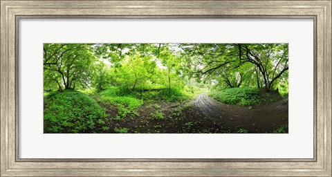 Framed Green forest, Saint-Blaise-sur-Richelieu, Quebec, Canada Print