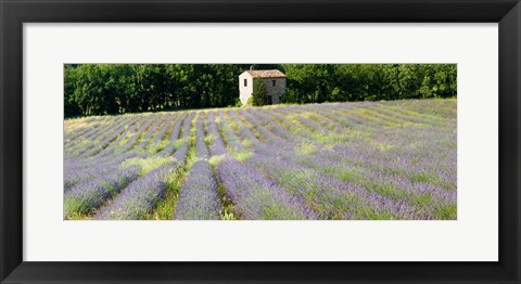 Framed Barn in the lavender field, Luberon, Provence, France Print