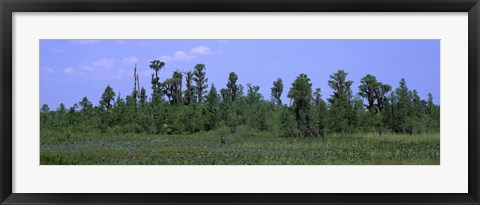 Framed Trees in a field, Suwannee Canal Recreation Area, Okefenokee National Wildlife Refug, Georgia, USA Print
