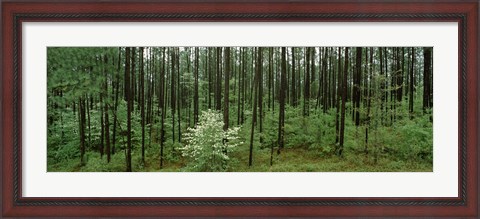 Framed Flowering Dogwood, Alabama Print