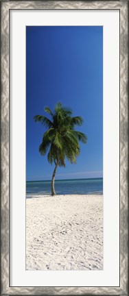 Framed Palm tree on the beach, Smathers Beach, Key West, Monroe County, Florida, USA Print