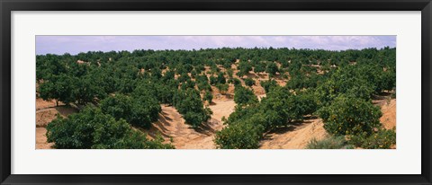 Framed Orange groves in a field, Andalusia, Spain Print