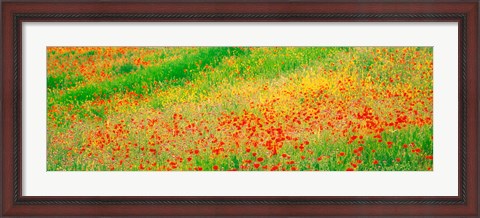 Framed Fields of flowers Andalusia Granada Vicinity Spain Print
