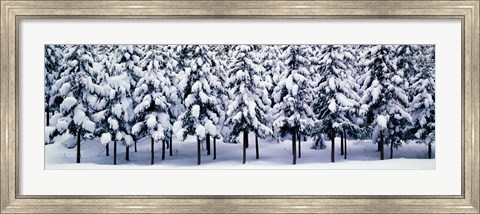 Framed Snow covered Cedar trees Kyoto Hanase Japan Print