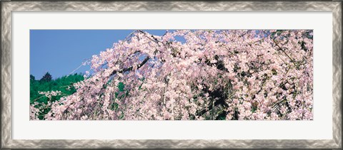 Framed Jyoshokou-ji Kyoto Japan Print