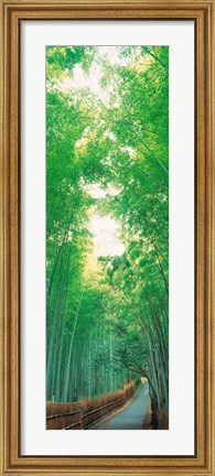 Framed Path Flanked by Green Trees, Sagano Kyoto Japan Print