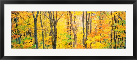 Framed Trees Autumn Quebec Canada Print