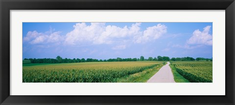 Framed Road along corn fields, Jo Daviess County, Illinois, USA Print