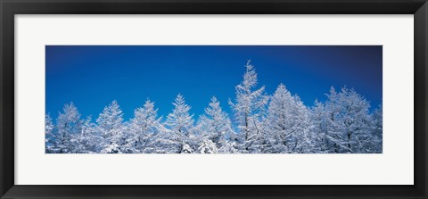 Framed Snow covered trees, Utsukushigahara Nagano Japan Print