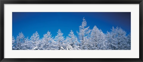 Framed Snow covered trees, Utsukushigahara Nagano Japan Print