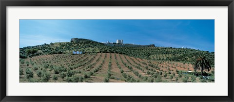 Framed Olive Groves Evora Portugal Print