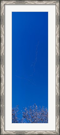 Framed Low angle view of a flock of birds flying in the sky Print