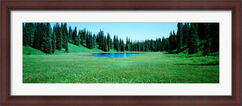 Framed Trees in a forest, Lakes, Alaska, USA Print