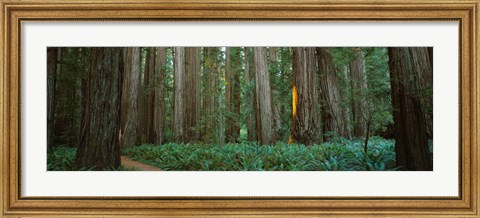 Framed Jedediah Smith Redwoods State Park, California Print