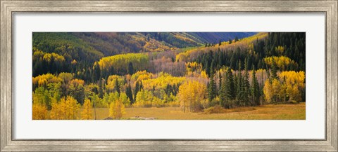 Framed Aspen Trees in a Filed Telluride, Colorado Print