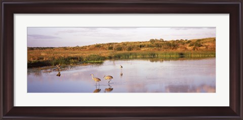 Framed Sandhill cranes (Grus canadensis) in a pond at a celery field, Sarasota, Sarasota County, Florida Print