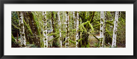 Framed Mossy Birch trees in a forest, Lake Crescent, Olympic Peninsula, Washington State, USA Print