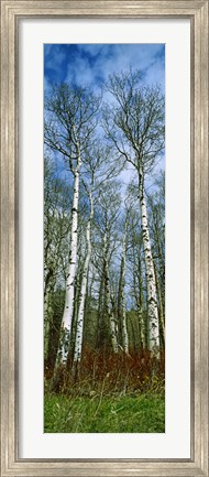 Framed Birch trees in a forest, US Glacier National Park, Montana, USA Print