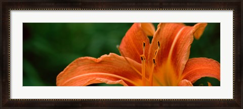 Framed Close-up of Orange Daylily (Hemerocallis fulva) Print