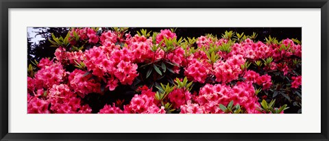 Framed Pink Rhododendrons plants in a garden, Coos Bay, Oregon Print