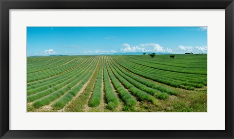 Framed Lavender field just days prior to flowers emerging, Plateau de Valensole, Provence-Alpes-Cote d&#39;Azur, France Print