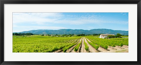 Framed Vineyard with mountain in the background, Ansouis, Vaucluse, Provence-Alpes-Cote d&#39;Azur, France Print