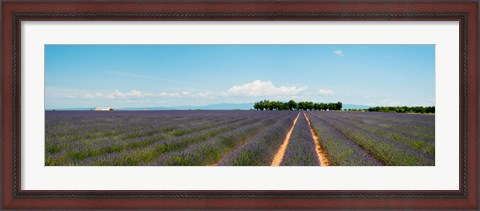 Framed Lavender fields, Route de Digne, Plateau de Valensole, Alpes-de-Haute-Provence, Provence-Alpes-Cote d&#39;Azur, France Print