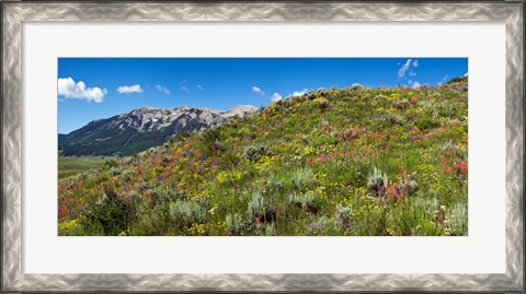 Framed Flowers and whetstone on hillside, Mt Vista, Colorado, USA Print