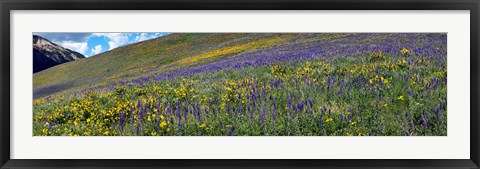 Framed Hillside with yellow sunflowers and purple larkspur, Crested Butte, Gunnison County, Colorado, USA Print