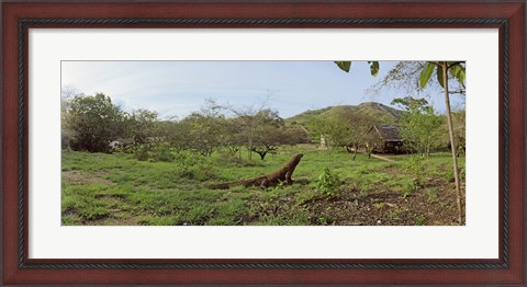 Framed Komodo Dragon (Varanus komodoensis) in a field, Rinca Island, Indonesia Print