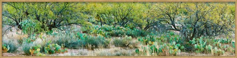 Framed Prickly pear cacti surrounds mesquite trees, Oro Valley, Arizona, USA Print