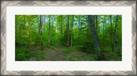 Framed Forest, Great Smoky Mountains National Park, Blount County, Tennessee, USA Print