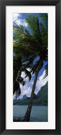 Framed Palm tree on Cook&#39;s Bay with Mt Mouaroa in the Background, Moorea, Society Islands, French Polynesia Print