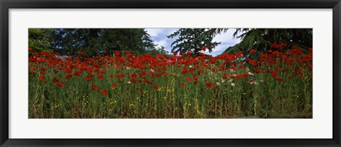 Framed Flanders field poppies (Papaver rhoeas) in a field, Anacortes, Fidalgo Island, Skagit County, Washington State Print
