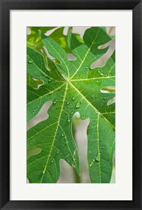Framed Raindrops on papaya tree leaf, La Digue, Seychelles Print