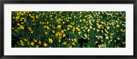 Framed Daffodils in Green Park, City of Westminster, London, England Print