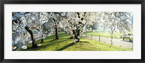 Framed Cherry blossom in St. James&#39;s Park, City of Westminster, London, England Print