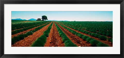 Framed Harvested lavender field, Plateau De Valensole, Alpes-De-Haute-Provence, Provence-Alpes-Cote d&#39;Azur, France Print