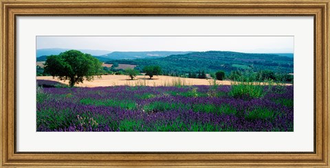 Framed Lavender growing in a  field, Provence-Alpes-Cote d&#39;Azur, France Print