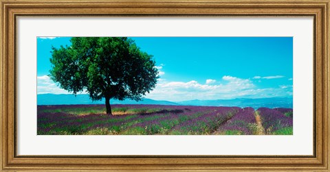 Framed Tree in the middle of a Lavender field, Provence-Alpes-Cote d&#39;Azur, France Print