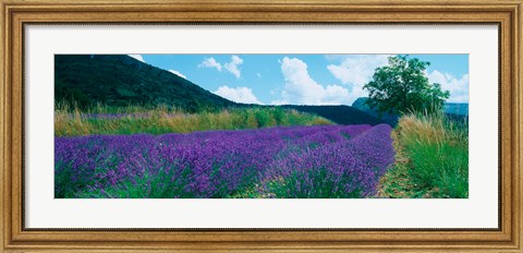 Framed Lavender field, Provence-Alpes-Cote d&#39;Azur, France Print