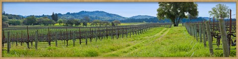 Framed Vineyard in Sonoma Valley, California, USA Print