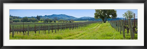 Framed Vineyard in Sonoma Valley, California, USA Print